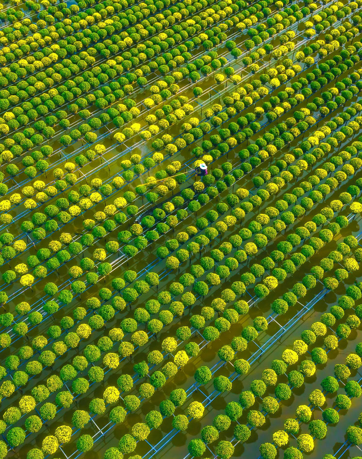 Làng hoa Sa Đéc rực rỡ 