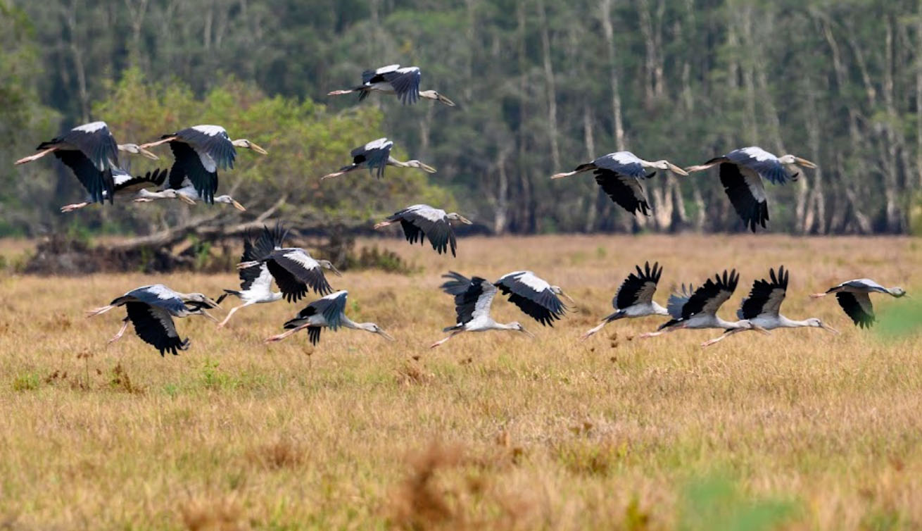 Vườn quốc gia Tràm Chim