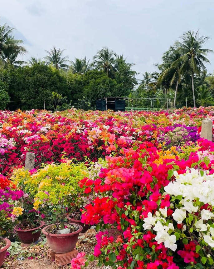 Làng Hoa Chợ Lách