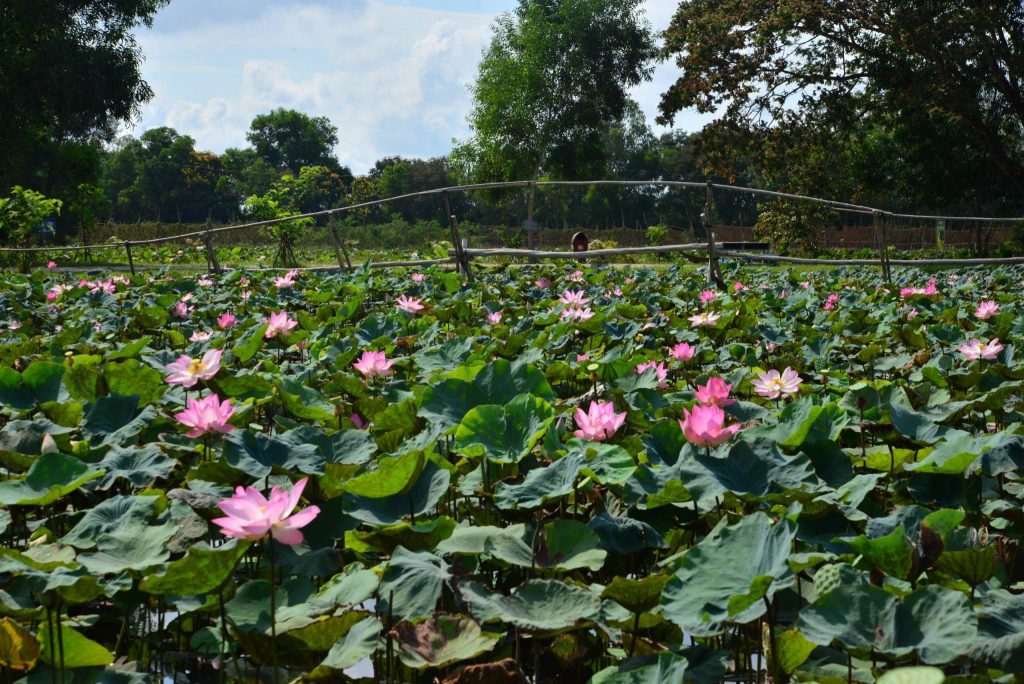 Cánh đồng sen tuyệt đẹp ở khu di tích Gò Tháp