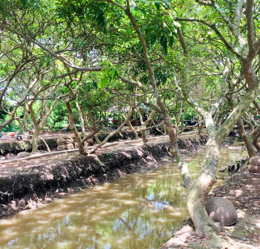 Cồn tân long