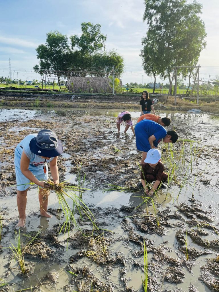 Theme Rice Farm The Rice Farm Bạc Liêu: Điểm đến xanh cho du lịch sinh thái nông nghiệp