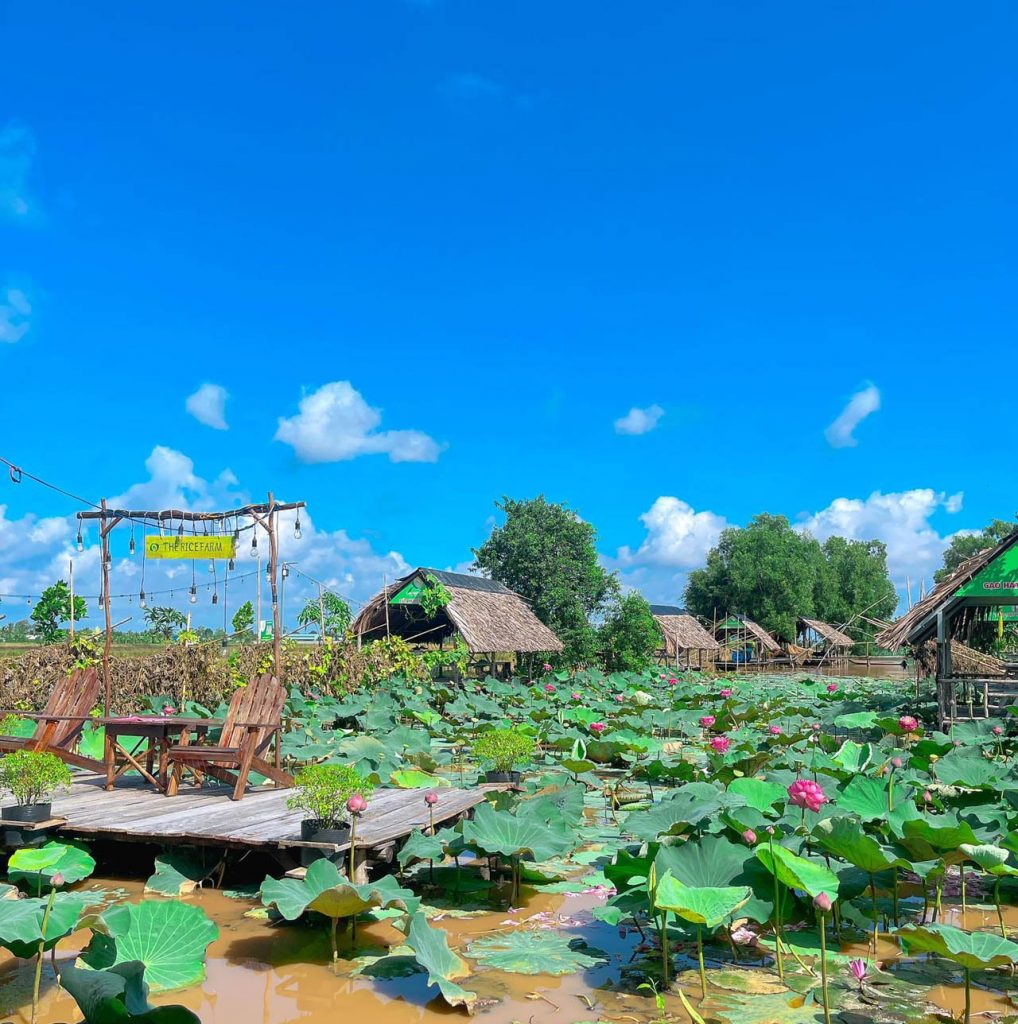 The Rice Farm - Mô hình du lịch sinh thái nông nghiệp độc đáo