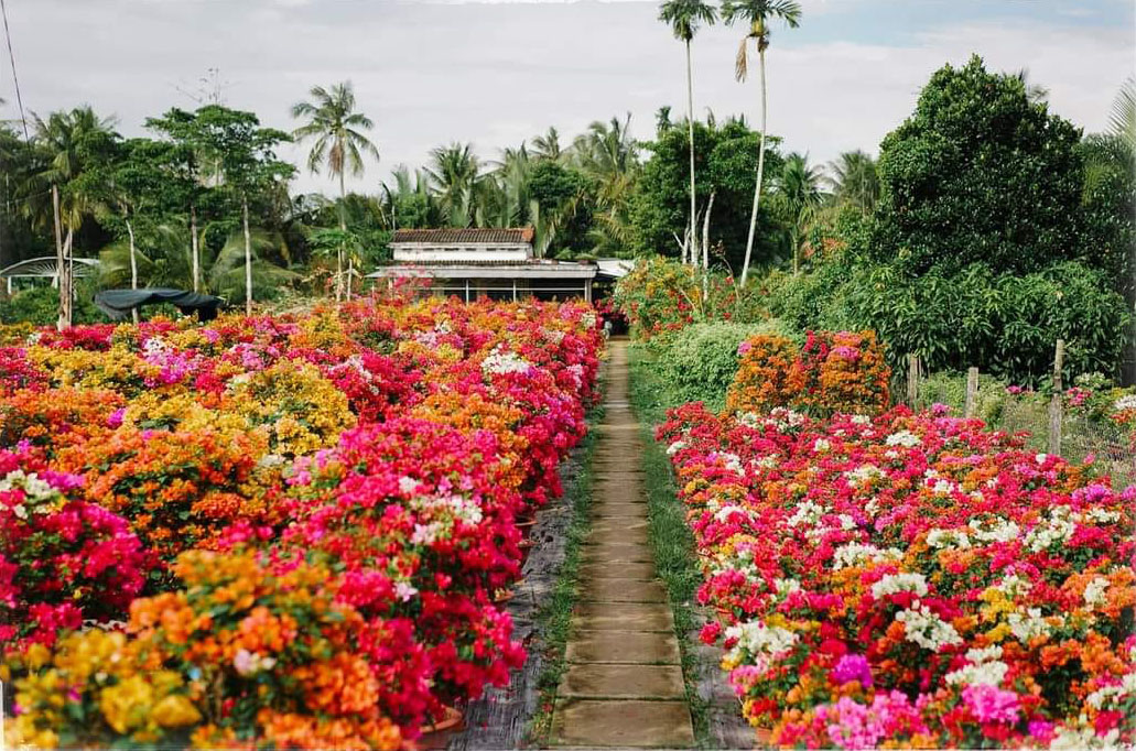 Làng hoa cảnh Chợ Lách