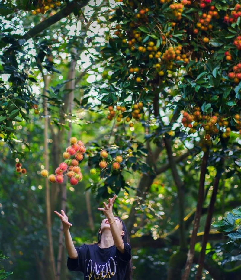 Cù Lao An Bình Mùa Trái Ngọt