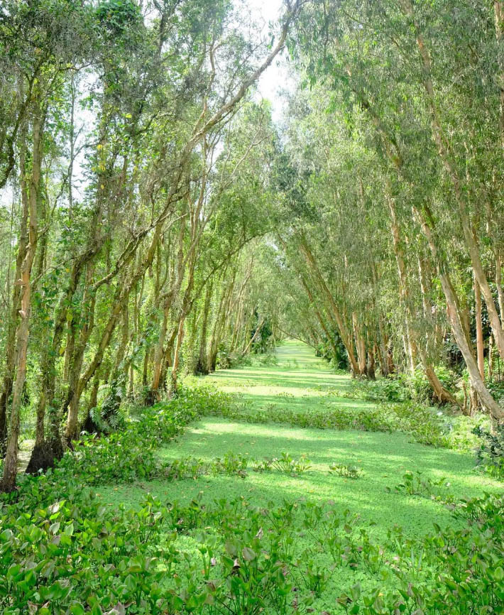 Rừng Tràm Trà Sư