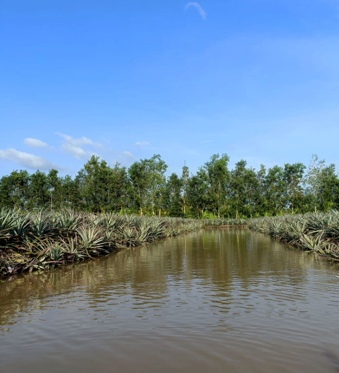 Cánh đồng khóm Cầu Đúc