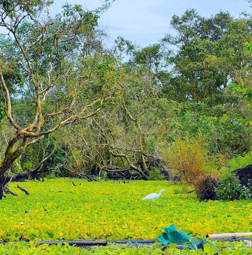 Rừng tràm Trà Sư