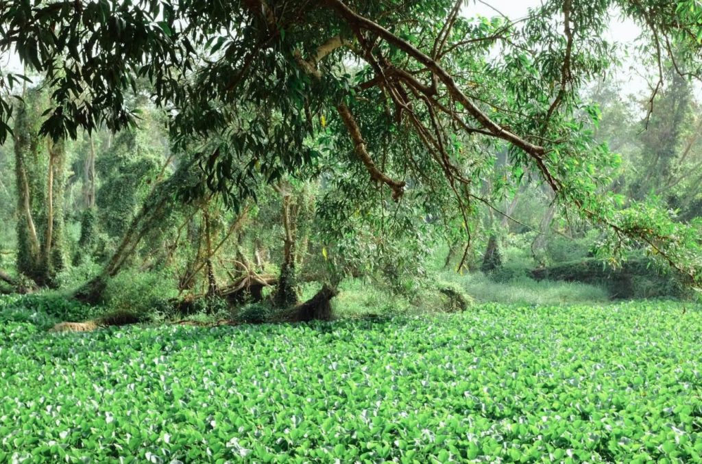 Bức tranh Rừng Tràm Trà Sư mùa hè xanh mướt