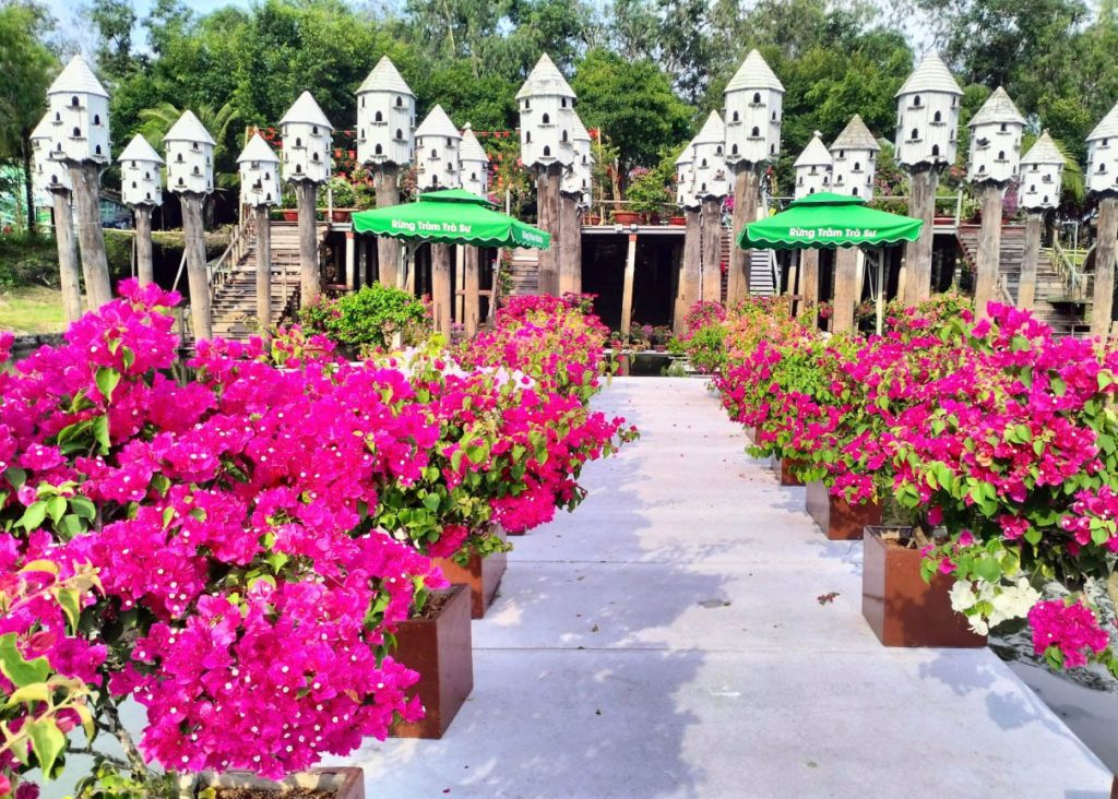 Lâu đài bồ câu trắng muốt và hoa giấy rực rỡ sắc màu