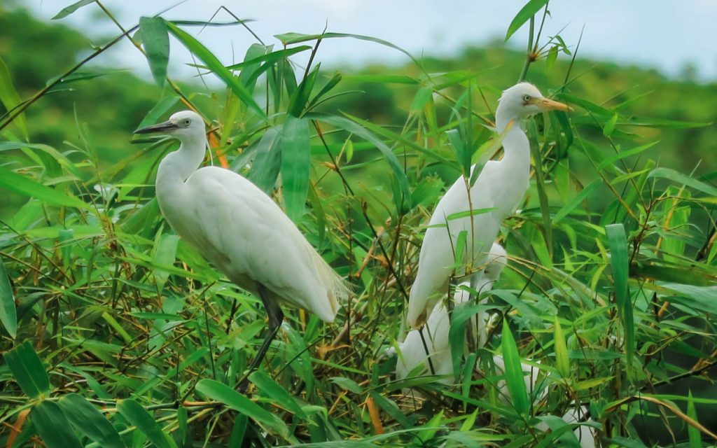Vườn cò Bằng Lăng