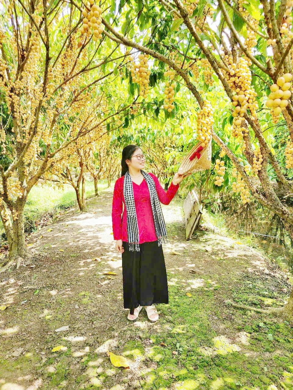 Vườn dâu Hạ Châu ở Phong Điền