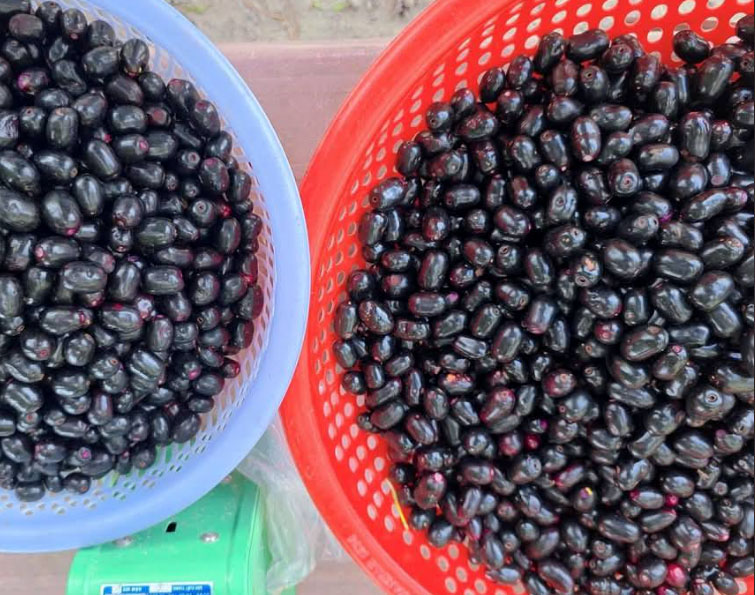 Trái trâm rừng vùng Bảy Núi