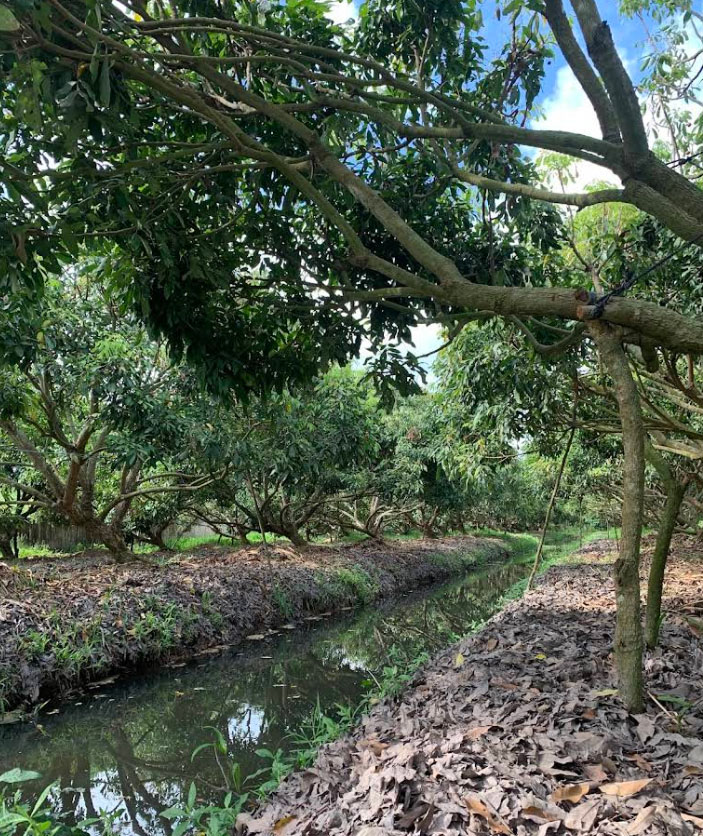 Vườn nhãn xanh mát