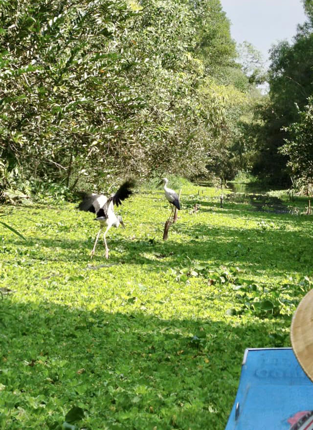 Ngắm chim ở cự ly gần