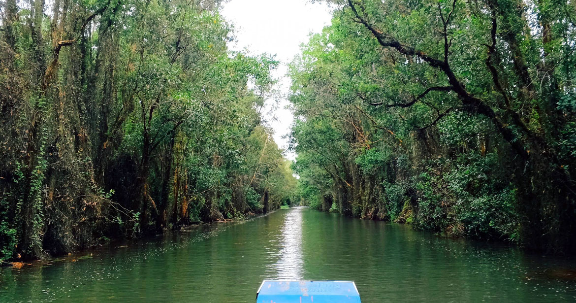 Khám phá rừng tràm nguyên sinh