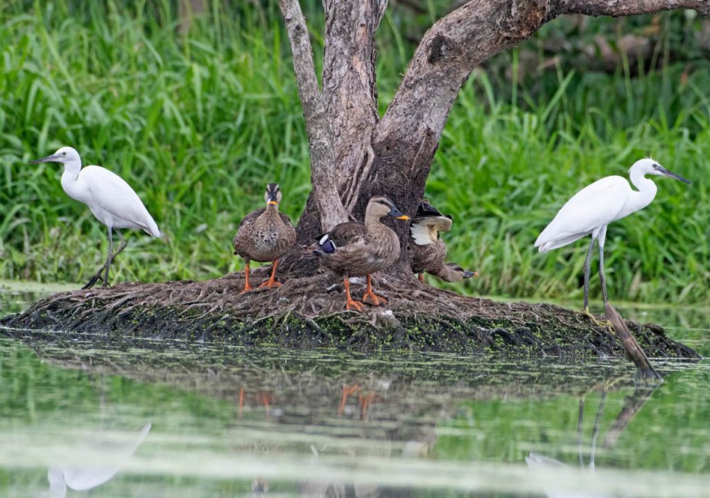 Ngắm nhìn thế giới chim trời