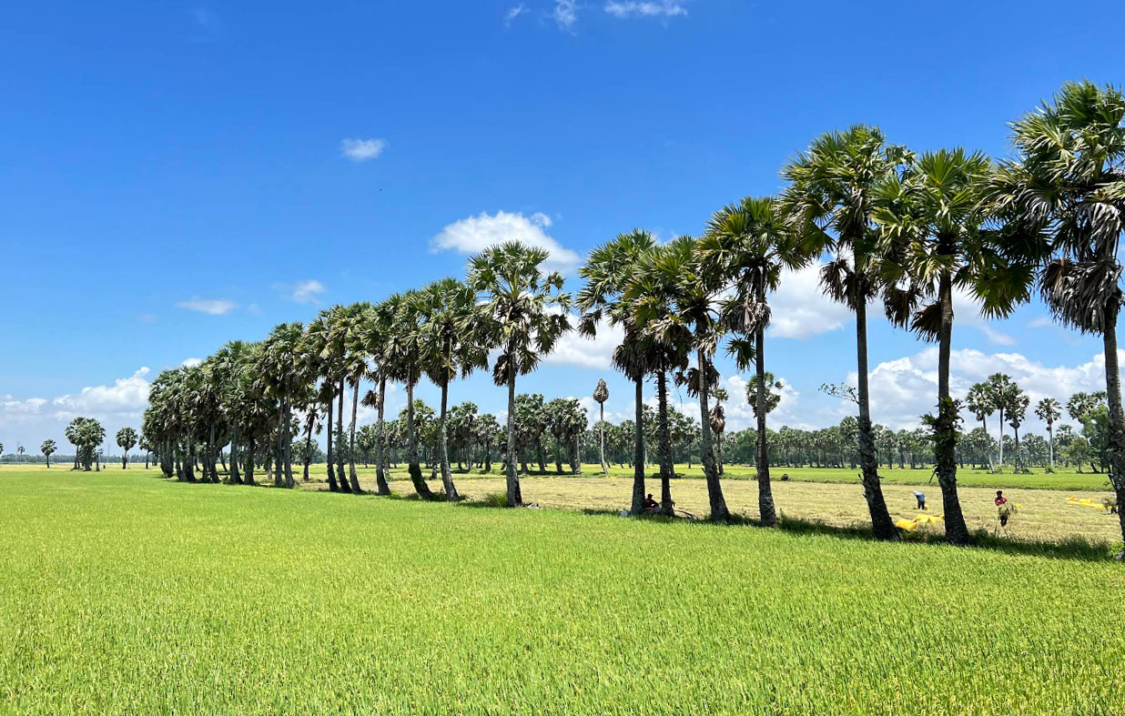 Cánh đồng Văn Giáo