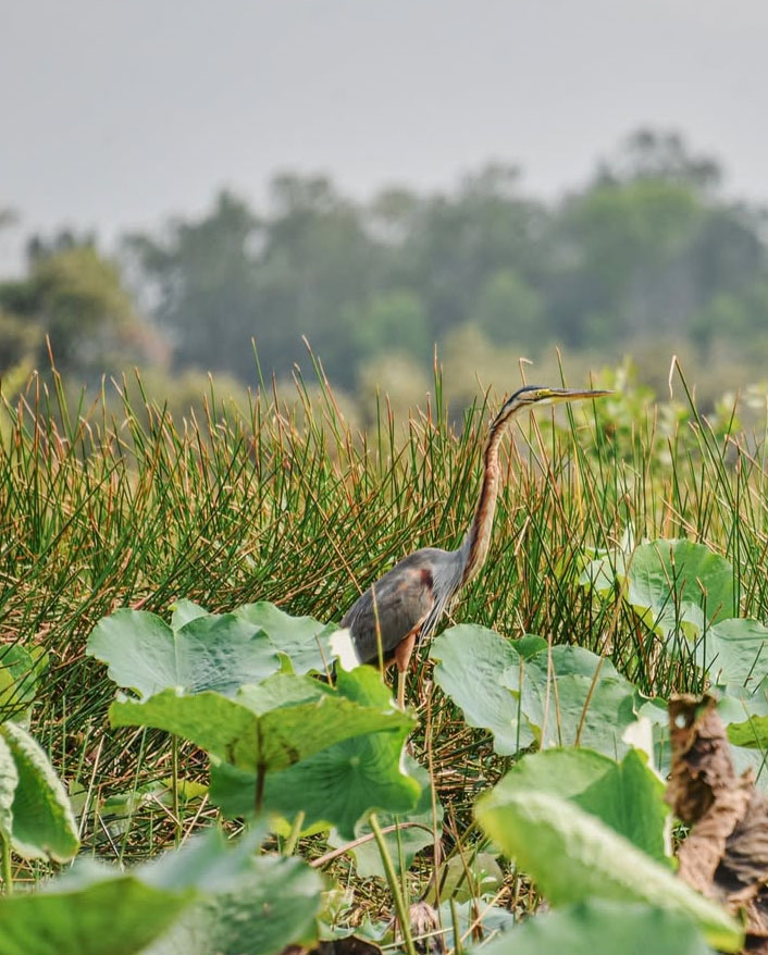 Vườn Quốc Gia Tràm Chim