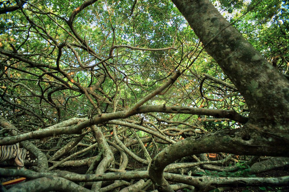 Giàn Gừa