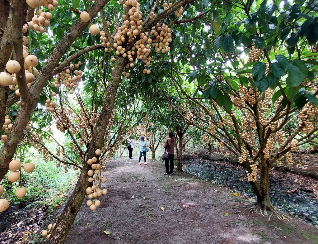 Miệt vườn Phong Điền