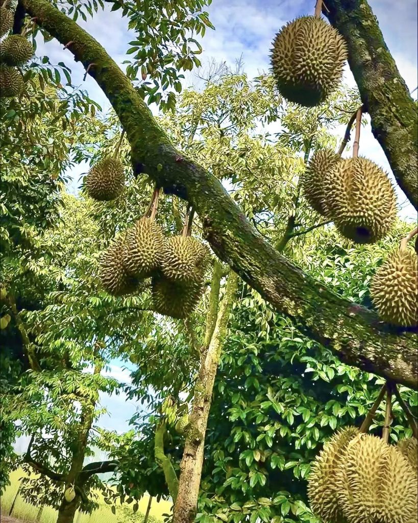 Vườn sầu riêng Chị Thảo