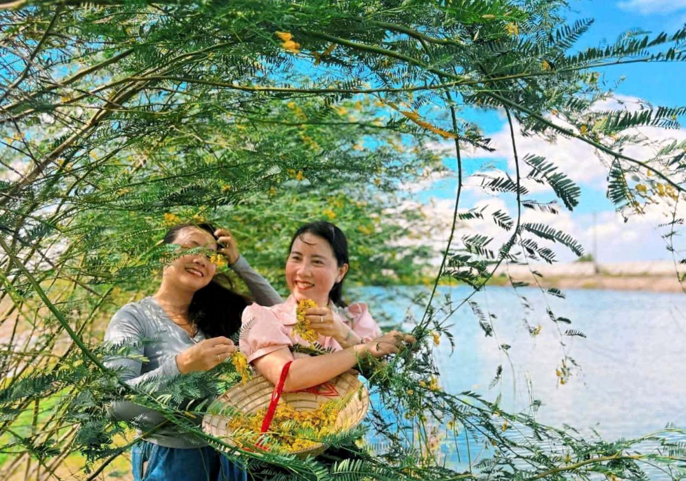 Du khách trải nghiệm hái bông điên điển